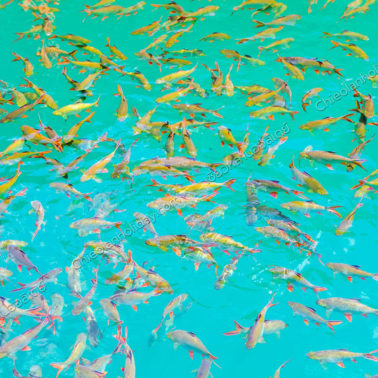 One Day Trip เขื่อนเชี่ยวหลาน วังปลาแพนางไพร One Day Trip เขื่อนเชี่ยวหลาน วังปลาแพนางไพร